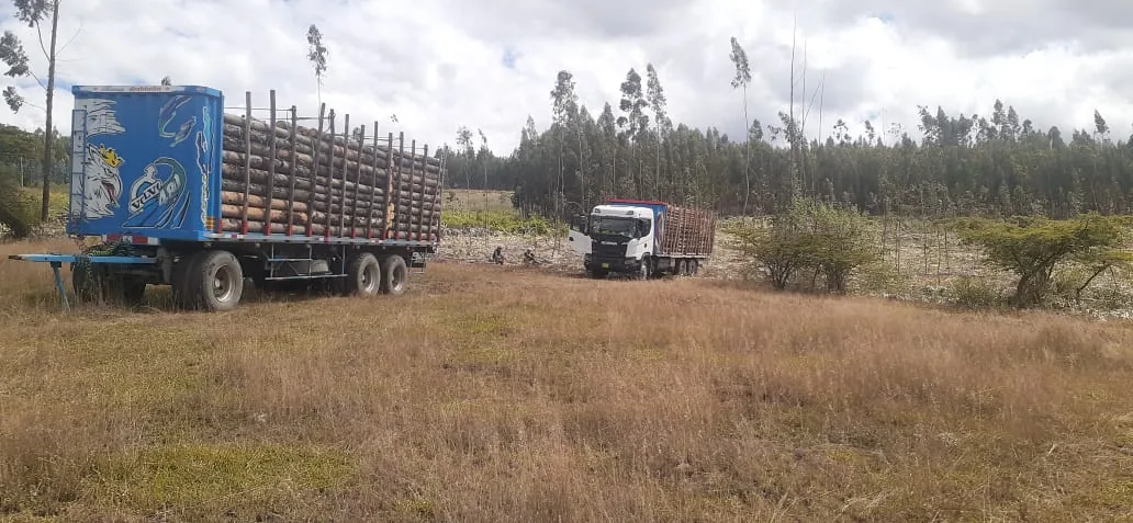Dos camiones de la flota cargando madera en una plantación de eucalipto