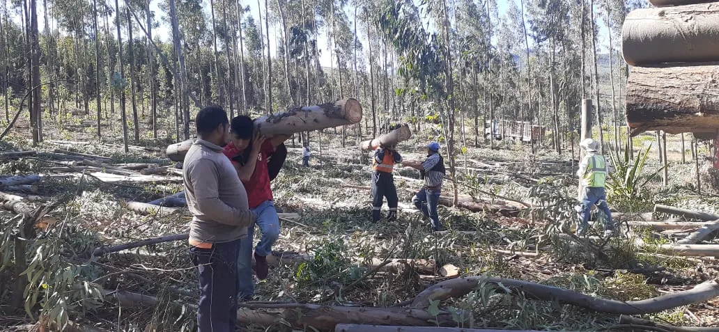 Trabajadores cargando troncos de eucalipto recién cosechados en el bosque