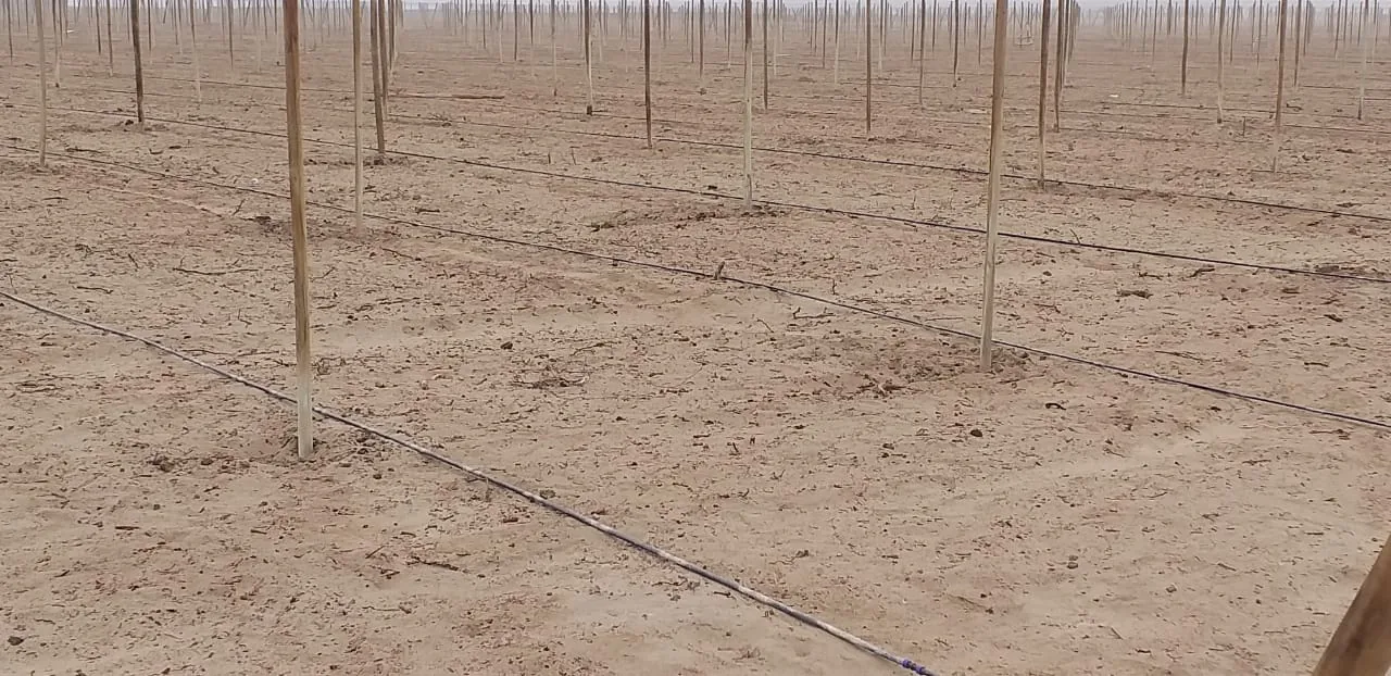 Parrón con postes de eucalipto instalado en un campo agrícola de la costa