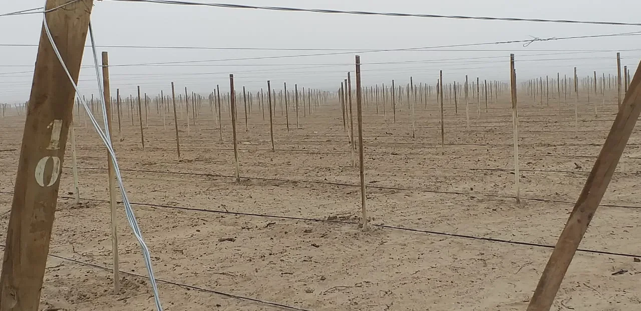 Parrón instalado con postes de eucalipto y alambres en un campo agrícola