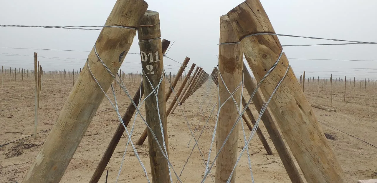 Estructura de parrón con postes y alambres instalada en campo de cultivo
