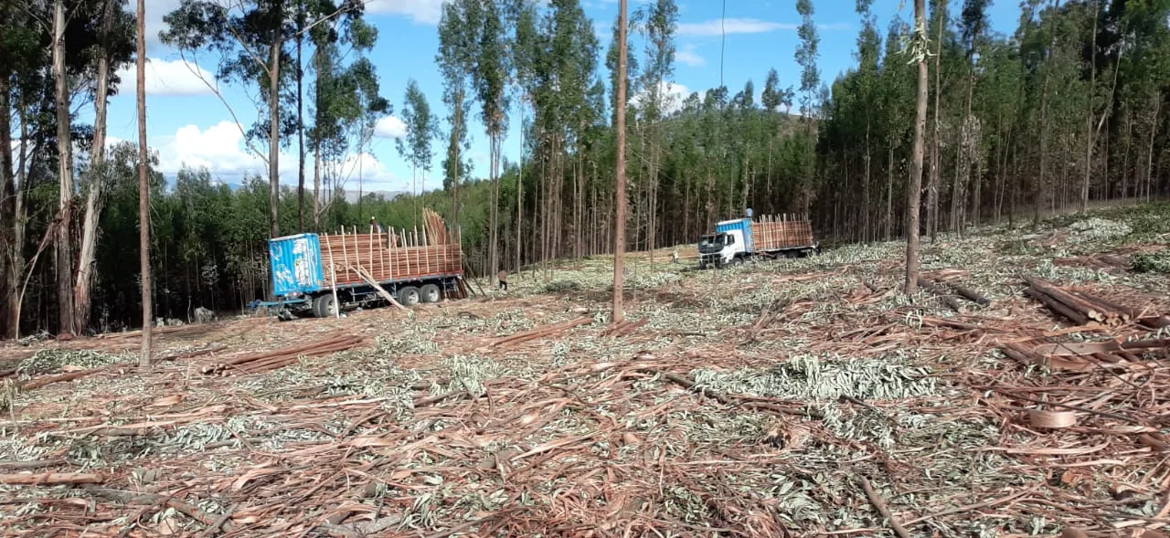 Camión cargado con rollizos en una plantación de eucalipto, con el bosque al fondo