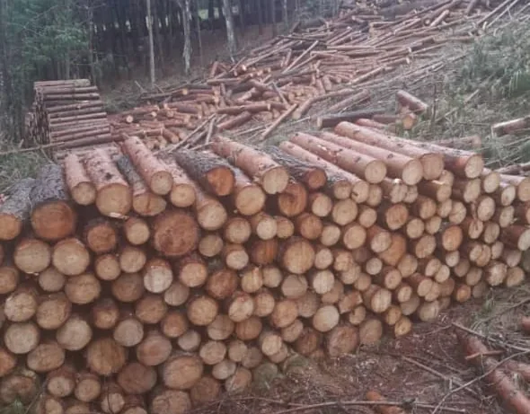 Rollizos de eucalipto recién cortados y apilados por medida