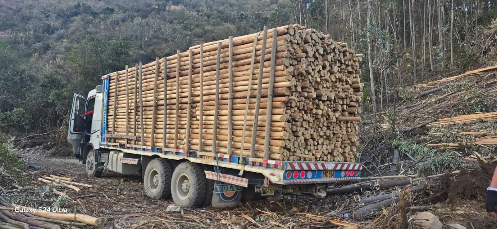 Camión de Sabinita cargando rollizos en una plantación de eucalipto